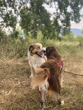 JIM, Hund, Herdenschutzhund in Rumänien - Bild 9