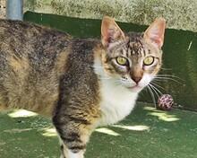 PUSSY, Katze, Europäisch Kurzhaar in Spanien - Bild 1