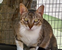 PUSSY, Katze, Europäisch Kurzhaar in Spanien - Bild 2