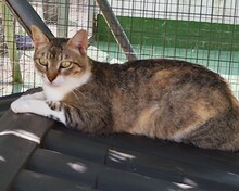 PUSSY, Katze, Europäisch Kurzhaar in Spanien - Bild 3