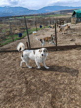 COSMIN, Hund, Herdenschutzhund in Rumänien - Bild 10