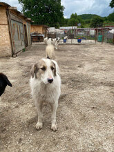 COSMIN, Hund, Herdenschutzhund in Rumänien - Bild 11