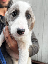 COSMIN, Hund, Herdenschutzhund in Rumänien - Bild 12