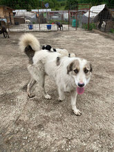 COSMIN, Hund, Herdenschutzhund in Rumänien - Bild 2
