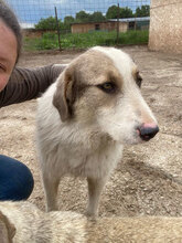 COSMIN, Hund, Herdenschutzhund in Rumänien - Bild 4