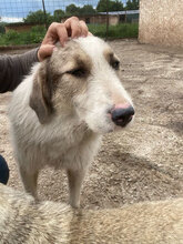 COSMIN, Hund, Herdenschutzhund in Rumänien - Bild 5
