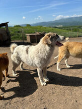 COSMIN, Hund, Herdenschutzhund in Rumänien - Bild 8