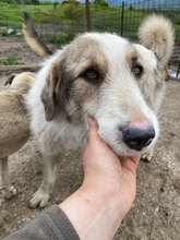 COSMIN, Hund, Herdenschutzhund in Rumänien - Bild 9
