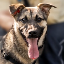 MELA, Hund, Deutscher Schäferhund-Mix in Rumänien - Bild 1