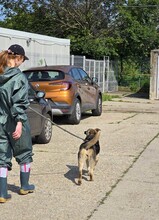MELA, Hund, Deutscher Schäferhund-Mix in Rumänien - Bild 10
