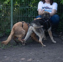 MELA, Hund, Deutscher Schäferhund-Mix in Rumänien - Bild 11