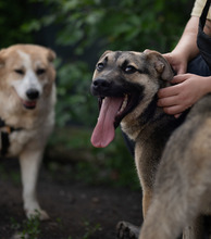 MELA, Hund, Deutscher Schäferhund-Mix in Rumänien - Bild 12