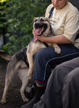 MELA, Hund, Deutscher Schäferhund-Mix in Rumänien - Bild 13