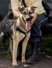 MELA, Hund, Deutscher Schäferhund-Mix in Rumänien - Bild 2