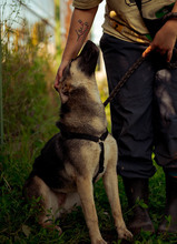 MELA, Hund, Deutscher Schäferhund-Mix in Rumänien - Bild 4
