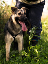 MELA, Hund, Deutscher Schäferhund-Mix in Rumänien - Bild 5