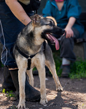 MELA, Hund, Deutscher Schäferhund-Mix in Rumänien - Bild 6