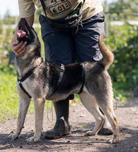MELA, Hund, Deutscher Schäferhund-Mix in Rumänien - Bild 7