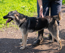 MELA, Hund, Deutscher Schäferhund-Mix in Rumänien - Bild 8