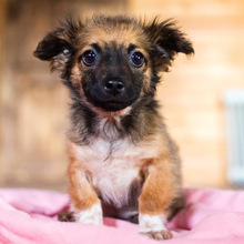 PABLO, Hund, Mischlingshund in Rumänien - Bild 1