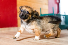 PABLO, Hund, Mischlingshund in Rumänien - Bild 12