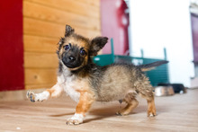 PABLO, Hund, Mischlingshund in Rumänien - Bild 13