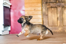 PABLO, Hund, Mischlingshund in Rumänien - Bild 14
