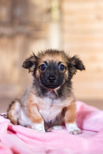 PABLO, Hund, Mischlingshund in Rumänien - Bild 15