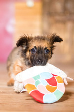 PABLO, Hund, Mischlingshund in Rumänien - Bild 16
