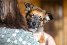 PABLO, Hund, Mischlingshund in Rumänien - Bild 17