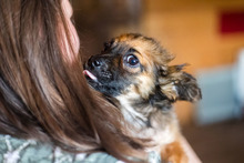 PABLO, Hund, Mischlingshund in Rumänien - Bild 18