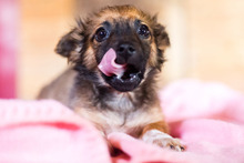PABLO, Hund, Mischlingshund in Rumänien - Bild 19