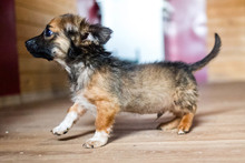 PABLO, Hund, Mischlingshund in Rumänien - Bild 2