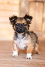 PABLO, Hund, Mischlingshund in Rumänien - Bild 20