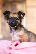 PABLO, Hund, Mischlingshund in Rumänien - Bild 21