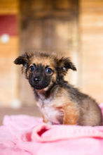PABLO, Hund, Mischlingshund in Rumänien - Bild 22