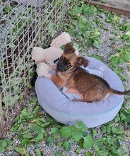 PABLO, Hund, Mischlingshund in Rumänien - Bild 23