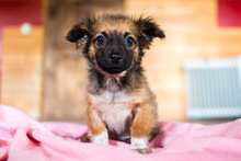 PABLO, Hund, Mischlingshund in Rumänien - Bild 3