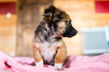 PABLO, Hund, Mischlingshund in Rumänien - Bild 4