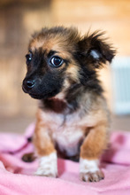 PABLO, Hund, Mischlingshund in Rumänien - Bild 5