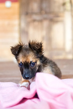 PABLO, Hund, Mischlingshund in Rumänien - Bild 6