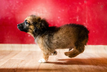 PABLO, Hund, Mischlingshund in Rumänien - Bild 9