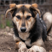 OKRA, Hund, Mischlingshund in Rumänien - Bild 1