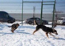 OKRA, Hund, Mischlingshund in Rumänien - Bild 11