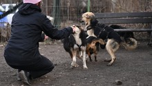 OKRA, Hund, Mischlingshund in Rumänien - Bild 12