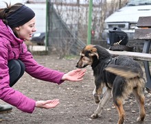 OKRA, Hund, Mischlingshund in Rumänien - Bild 15