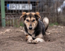 OKRA, Hund, Mischlingshund in Rumänien - Bild 16
