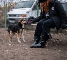 OKRA, Hund, Mischlingshund in Rumänien - Bild 17