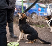 OKRA, Hund, Mischlingshund in Rumänien - Bild 3