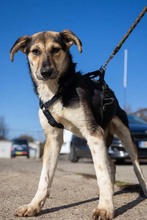 OKRA, Hund, Mischlingshund in Rumänien - Bild 5